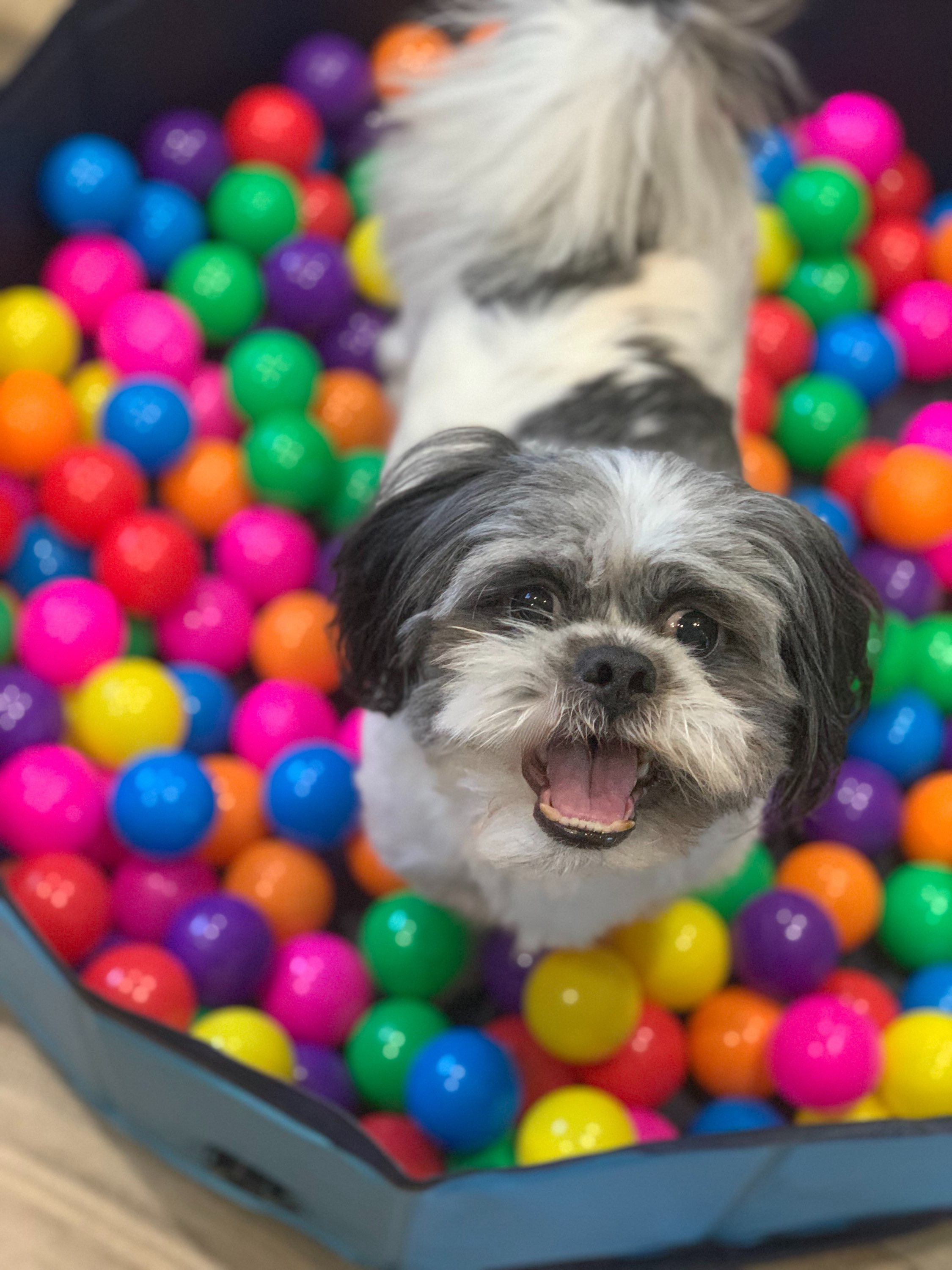 Ollie likes to play