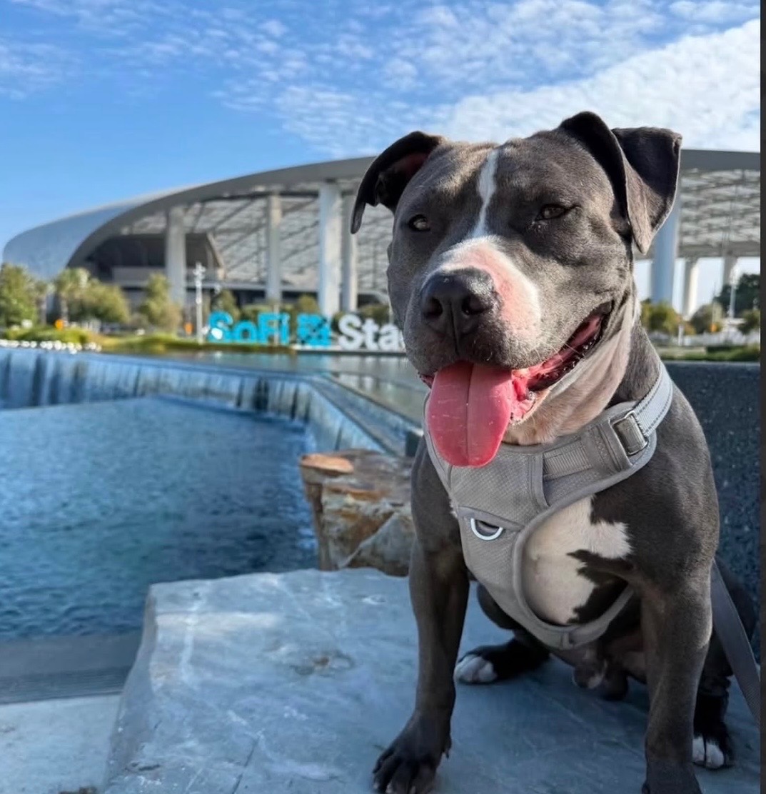 Blu Needs a Foster Home