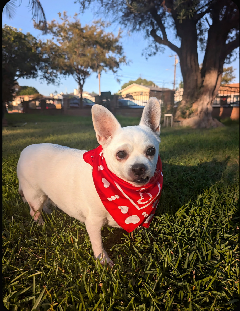 Luna needs a Foster or Forever Home