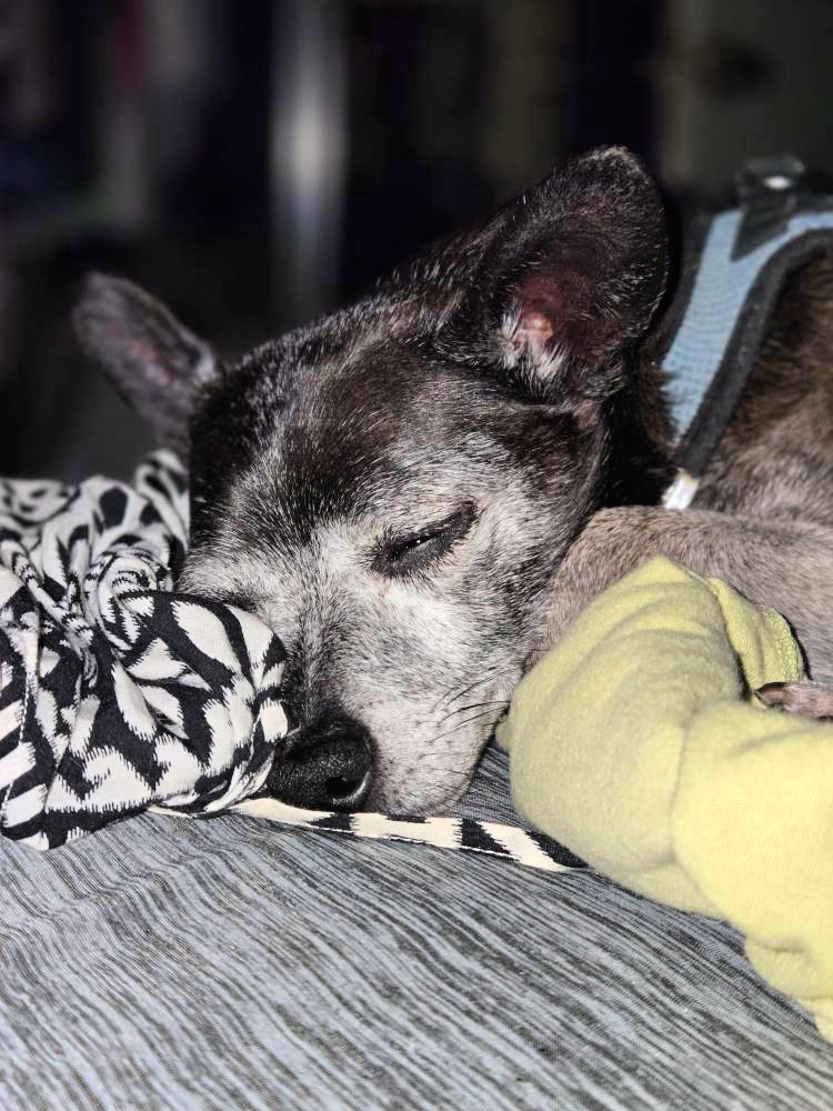 Moe loves to cuddle!