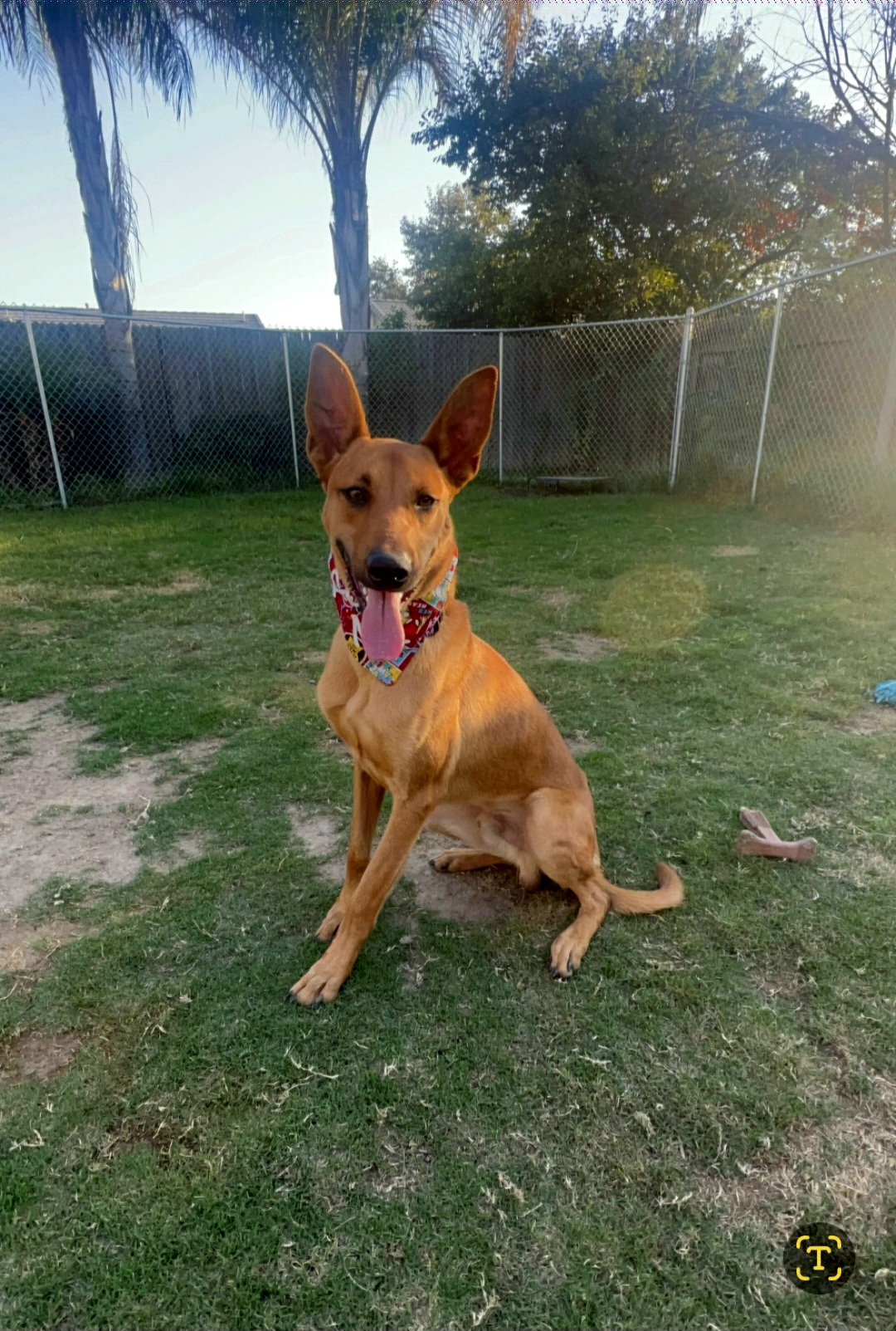 Roger loves to play!