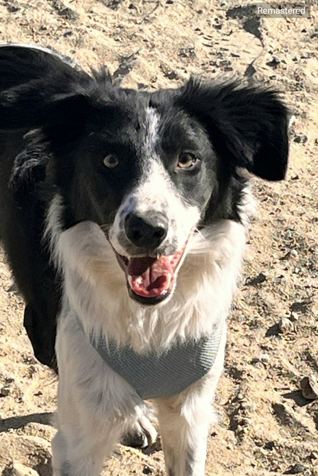 Zeke loves to play 