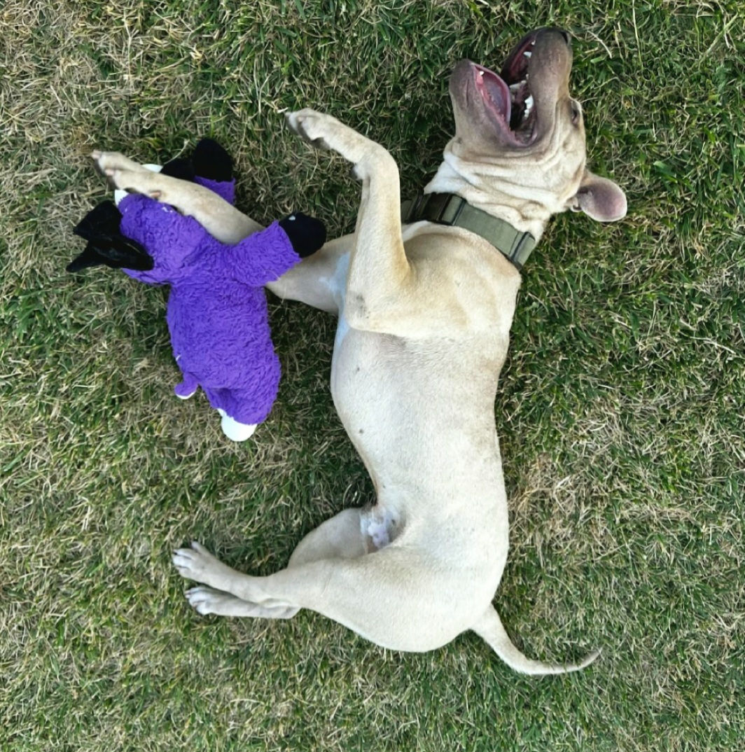 Moose is a happy puppy!
