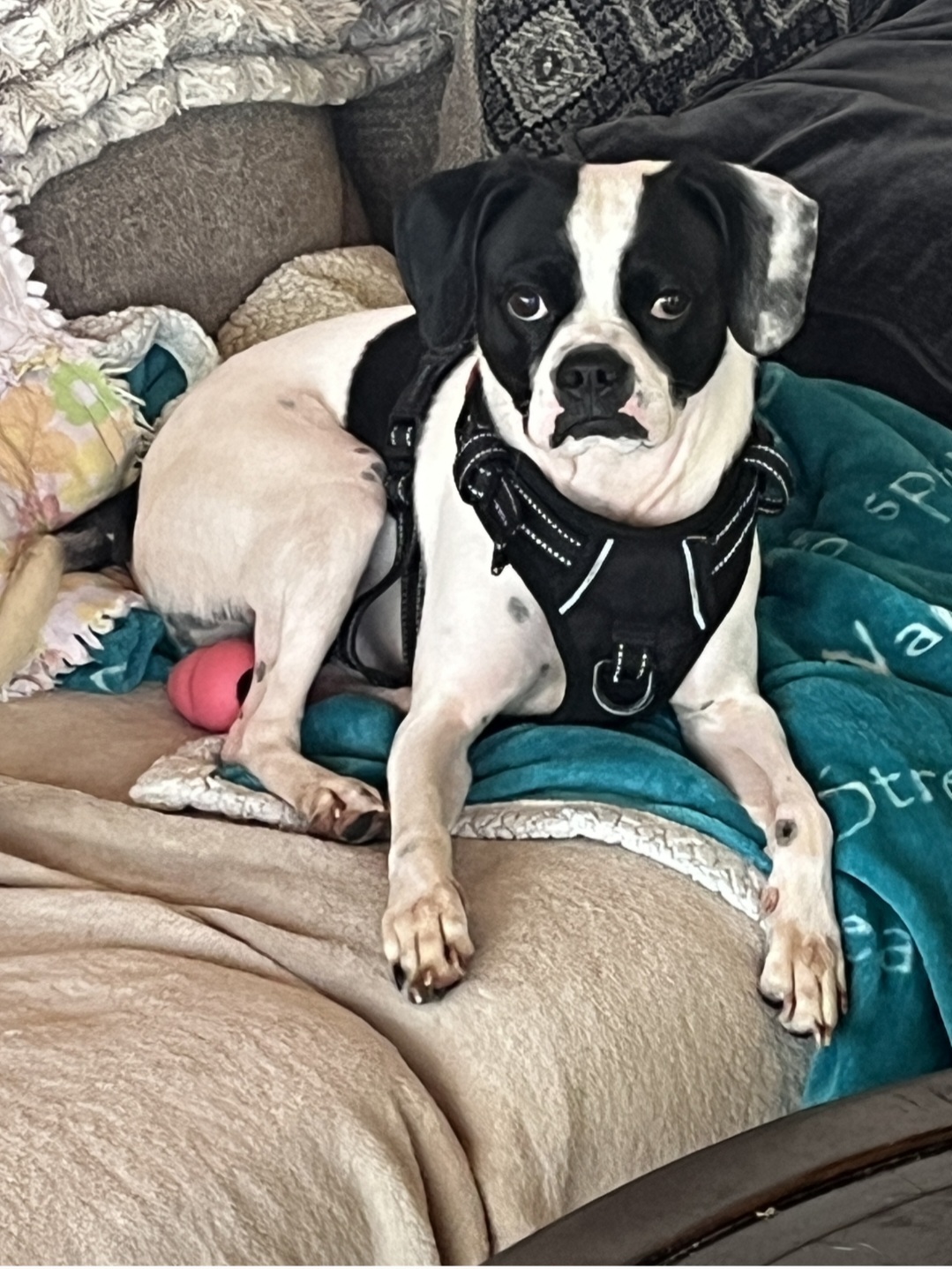 Buddy loves to snuggle!