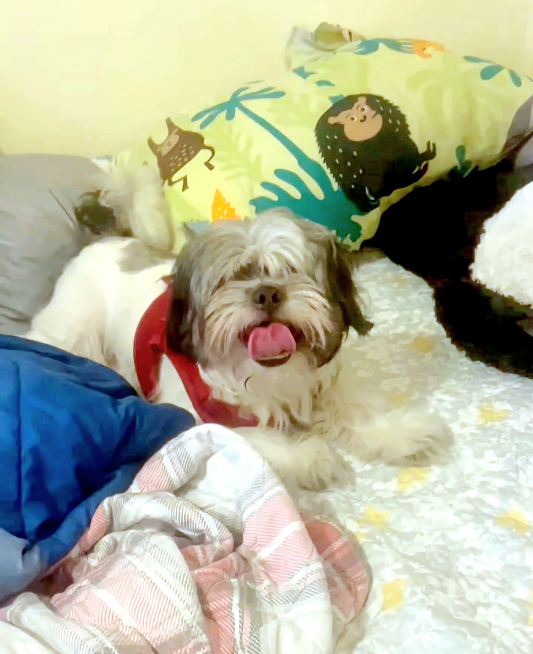 OREO NEEDS A FOSTER URGENT