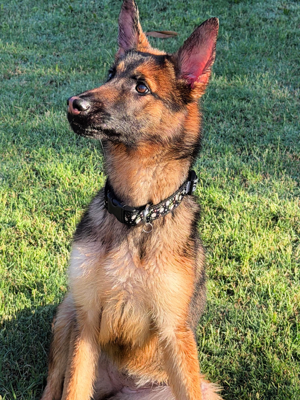 Willow is the dog people spend years looking for.